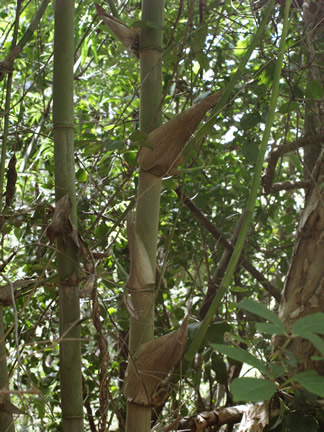 bamboo1