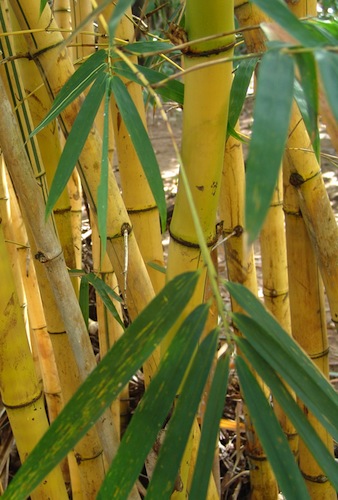 bamboo2