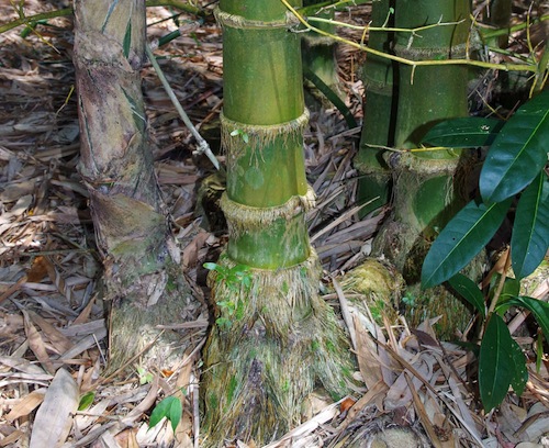 bamboo3