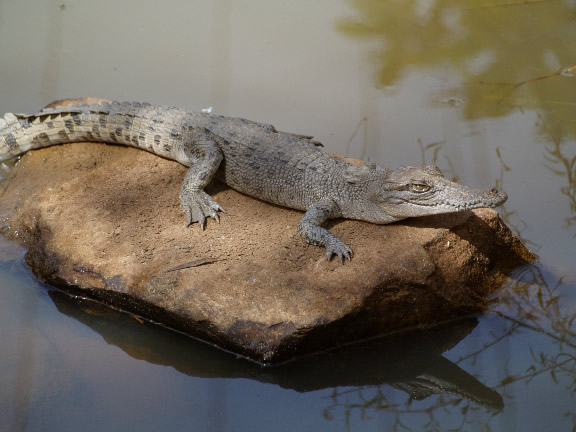 Baby Croc