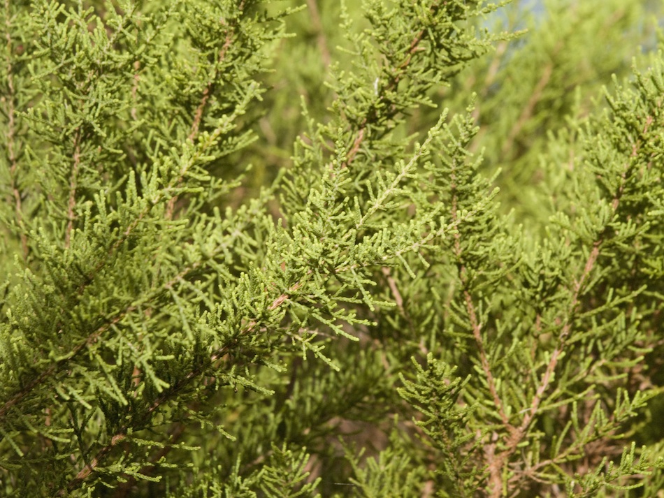 Native or weed