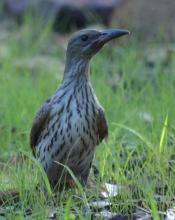 Australasian Figbird Adult Female