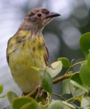 Australasian Figbird Juvenile Male