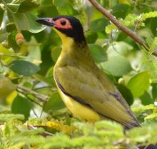 Australasian Figbird Adult Male