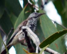 Bar-breasted Honeyeater