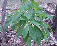 Barringtonia acutangula