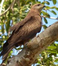 Black Kite