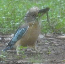 Blue-winged Kookaburra