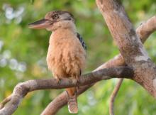 Blue-winged Kookaburra