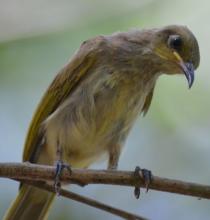 Brown honeyeater