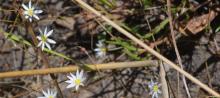 Calandrinia gracilis