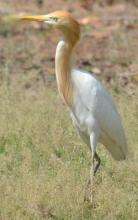 Cattle Egret (breeding)