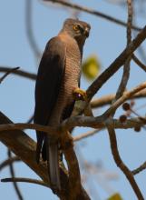 Collared Sparrowhawk