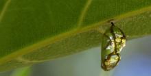 Common Crow chrysalis