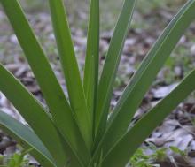 Crinum angustiflorum