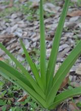 Crinum angustiflorum