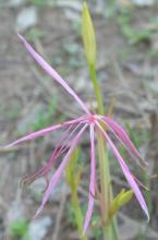 Crinum uniflorum