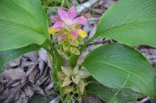 Curcuma australasica