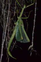 Darwin Stick Insect