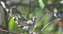 Double-barred Finch