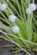 Eriocaulon schultzi