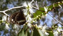 Eucalyptus tetrodonta