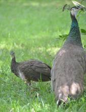 Indian Peafowl (female and juvenile)