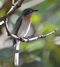 Broad-billed Flycatcher