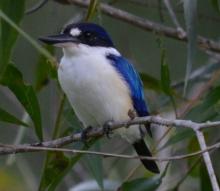 Forest Kingfisher