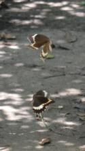 Fuscous Swallowtail (f = top, m = bottom)