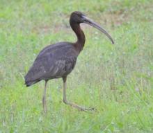 Glossy Ibis