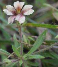 Goodenia symonii