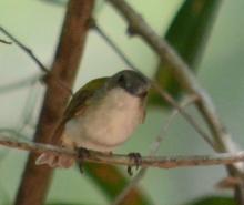 Green-backed Gerygone