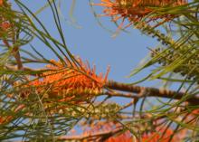 Fern Leaved Grevillea