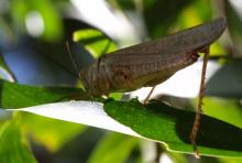 Gumleaf Grasshopper