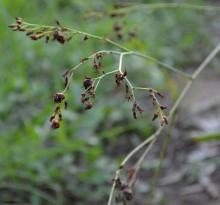 Haemodorum coccineum