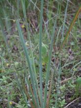 Haemodorum coccineum