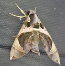 Hawkmoth