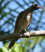 Immature Olive-backed Oriole