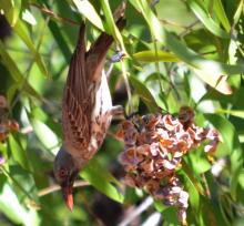 Immature Olive-backed Oriole