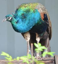 Indian Peafowl (male)
