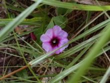 Ipomoea aquatica