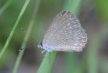 Jewelled Grass-blue