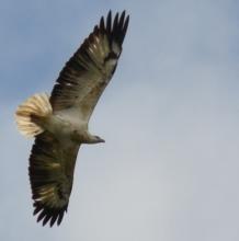 Immature (2nd year) White-bellied Sea-eagle