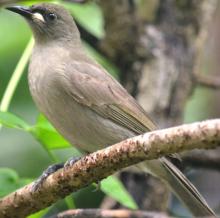 White-gaped Honeyeater