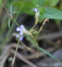 Lindernia clausa