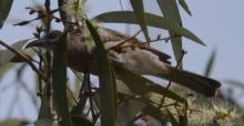 Little Friarbird