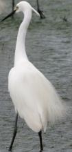 Little Egret