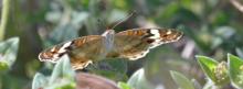 Meadow Argus