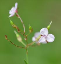 Murdannia graminea